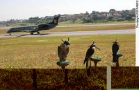 /album/aves-em-movimento/sem-nome-png/
